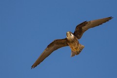 Eleonorenfalke, Falco eleonorae (12)