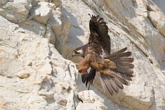 Eleonorenfalke, Falco eleonorae (13)