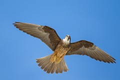 Eleonorenfalke, Falco eleonorae (14)