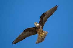 Eleonorenfalke, Falco eleonorae (15)