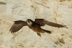 Eleonorenfalke, Falco eleonorae (16)