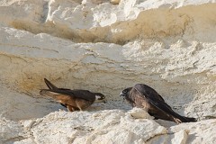 Eleonorenfalke, Falco eleonorae (17)