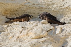 Eleonorenfalke, Falco eleonorae (18)