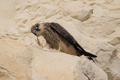 Eleonorenfalke, Falco eleonorae (19)