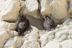 Eleonorenfalke, Falco eleonorae (2)