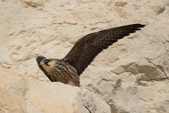 Eleonorenfalke, Falco eleonorae (20)