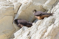 Eleonorenfalke, Falco eleonorae (3)