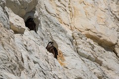 Eleonorenfalke, Falco eleonorae (4)