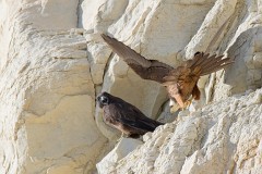 Eleonorenfalke, Falco eleonorae (5)