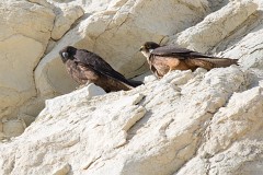 Eleonorenfalke, Falco eleonorae (6)