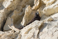 Eleonorenfalke, Falco eleonorae (7)