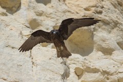 Eleonorenfalke, Falco eleonorae (8)