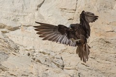 Eleonorenfalke, Falco eleonorae (9)