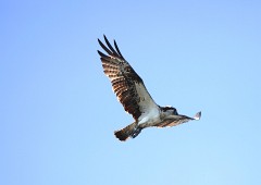 Fischadler, Pandion haliaetus (12)