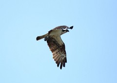 Fischadler, Pandion haliaetus (13)