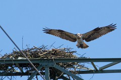 Fischadler, Pandion haliaetus (2)