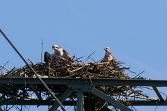 Fischadler, Pandion haliaetus (5)