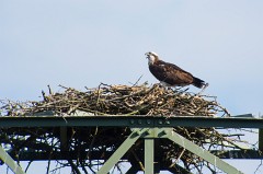 Fischadler, Pandion haliaetus (6)