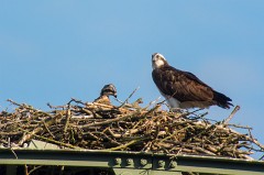 Fischadler, Pandion haliaetus (7)