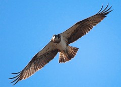 Fischadler, Pandion haliaetus (9)