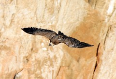 Gänsegeier, Gyps fulvus (1)