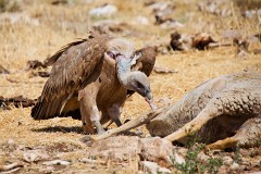 Gänsegeier, Gyps fulvus (11)