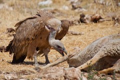 Gänsegeier, Gyps fulvus (12)