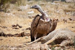 Gänsegeier, Gyps fulvus (13)