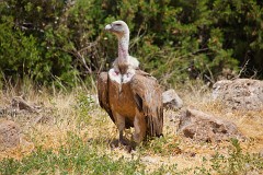 Gänsegeier, Gyps fulvus (14)