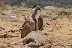 Gänsegeier, Gyps fulvus (15)