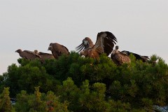 Gänsegeier, Gyps fulvus (2)