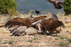 Gänsegeier, Gyps fulvus (20)