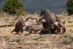 Gänsegeier, Gyps fulvus (21)