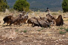 Gänsegeier, Gyps fulvus (23)