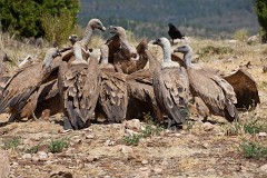 Gänsegeier, Gyps fulvus (25)