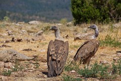 Gänsegeier, Gyps fulvus (26)