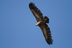 Gänsegeier, Gyps fulvus (28)