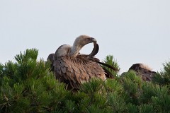 Gänsegeier, Gyps fulvus (3)