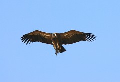 Gänsegeier, Gyps fulvus (30)