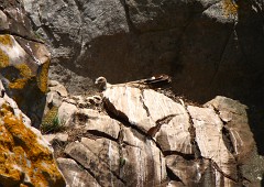 Gänsegeier, Gyps fulvus (31)