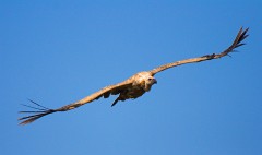 Gänsegeier, Gyps fulvus (34)