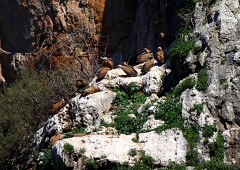 Gänsegeier, Gyps fulvus (35)