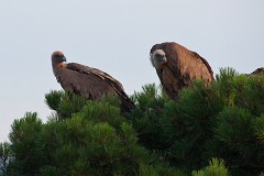 Gänsegeier, Gyps fulvus (4)