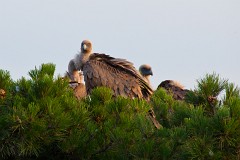 Gänsegeier, Gyps fulvus (5)