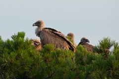 Gänsegeier, Gyps fulvus (6)
