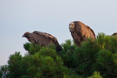 Gänsegeier, Gyps fulvus (7)