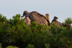 Gänsegeier, Gyps fulvus (8)