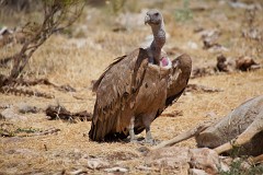 Gänsegeier, Gyps fulvus (9)