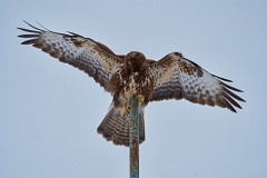 Mäusebussard, Buteo buteo (1)