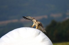 Mäusebussard, Buteo buteo (10)
